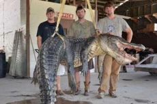 Dalam Hitungan Jam, Dua Buaya Raksasa Ditangkap di Mississippi