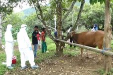 Indonesia, International Partners Work Closely to Fight Against Foot and Mouth Disease