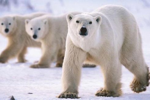 Dalam 35 Tahun Populasi Beruang Kutub Anjlok hingga Sepertiganya