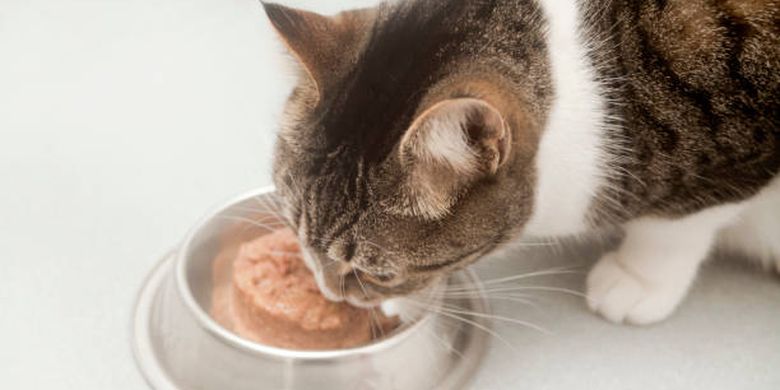 ilustrasi kucing makan makanan basah.