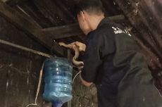 Selama 5 Hari pada Bulan Mei, Sahabat Reptile Jayapura Evakuasi Empat Ular di Rumah Warga termasuk Piton Patola