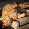 Kasus Covid-19 Pada Kucing Ditemukan Lagi di Seoul, Tunjukkan Sejumlah Gejala