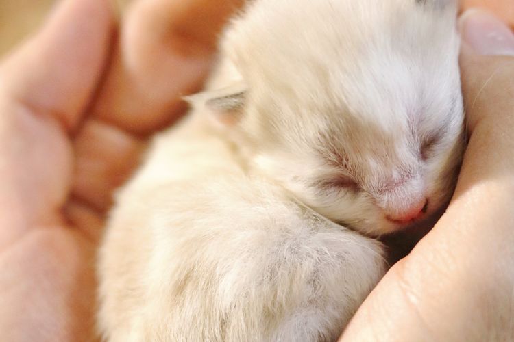 Ilustrasi alasan mata anak kucing tertutup saat baru lahir.
