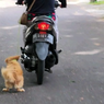 Viral, Video Pengendara Motor di Bali Seret Anjing Diselidiki Polisi 