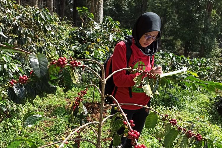 perkebunan kopi di Gunung Puntang