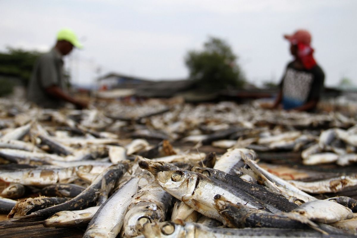 Pekerja menjemur ikan asin di Muara Angke, Jakarta Utara, Senin (6/3/2017). Harga ikan asin di kalangan produsen setempat sekitar Rp15.000 hingga Rp30.000 per kilogram.