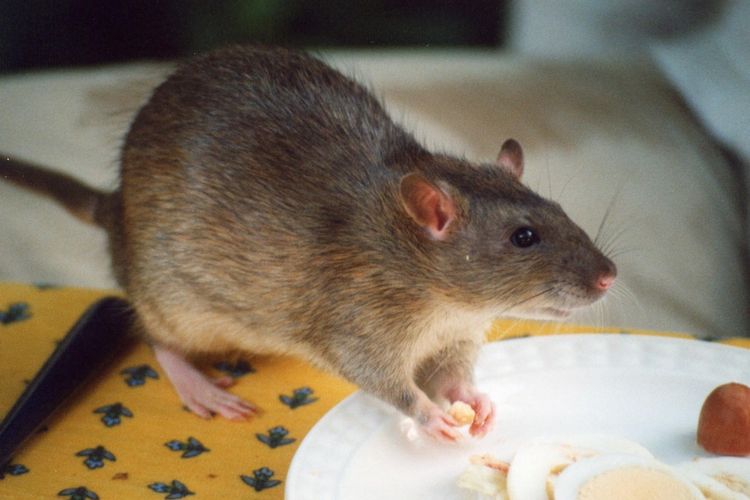 Cara mengusir tikus dengan minyak wangi