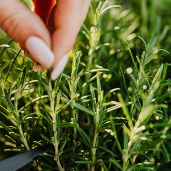 Ilustrasi tanaman Rosemary, daun Rosemary. 