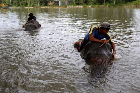 Diserang Gajah Saat Memberi Makan, Pemilik Levi Rafting Bali Tewas