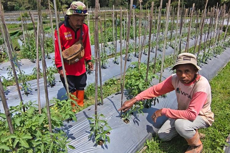 Warga Lereng Gunung Semeru Temukan Jejak Kaki Diduga Macan