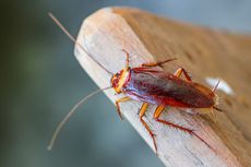 5 Tips Membasmi Hama Serangga di Rumah 