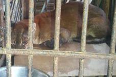 Indonesian Golden Cat Dies in Captivity in West Sumatra