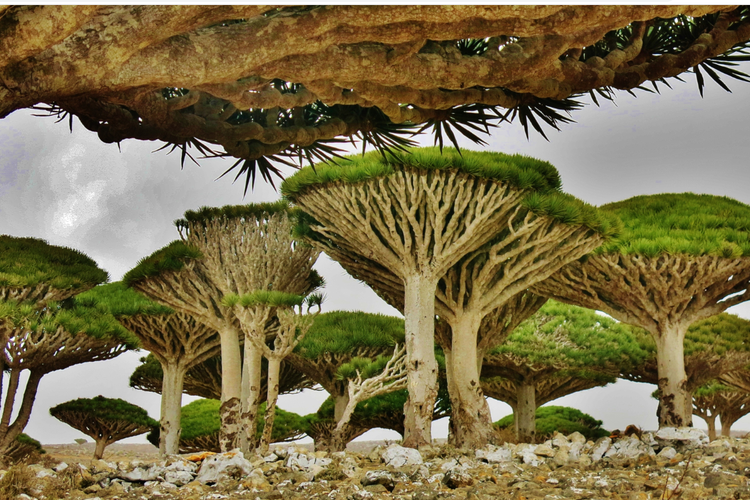 Pohon Dracaena cinnabari ikon Pulau Socotra.