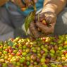 Harga Kopi Ijen Bondowoso 2025 Naik, Apa Faktornya?