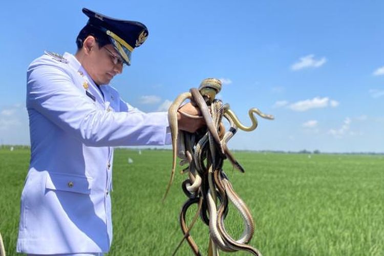 Bupati Indramayu, Lucky Hakim saat melepas ular, burung hantu, hingga biawak di sawah Kecamatan Juntinyuat, Indramayu, Jawa Barat, Minggu (17/8/2025) untuk memburu tikus. 
