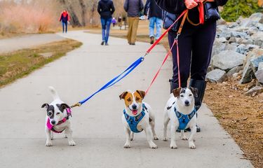 Ajak Anjing Jalan-jalan, Lebih Baik Pakai Kalung atau Harness ...