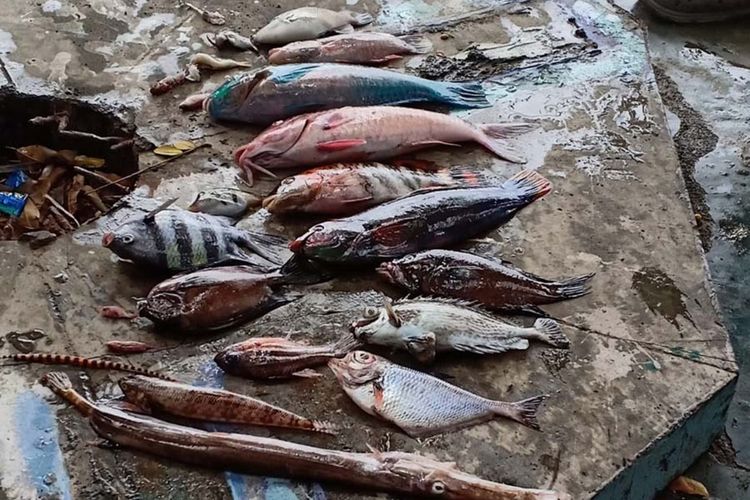 Beberapa sampel ikan yang mengalami kematian massal di perairan Pulau Makian, Kabupaten Halmahera Selatan, Maluku Utara, Rabu (26/02/2020)