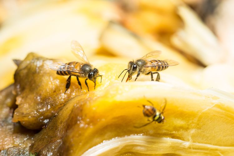 Ilustrasi lalat buah. 