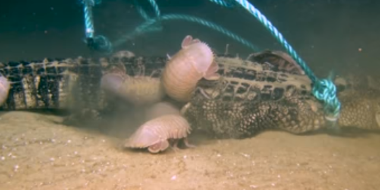 Video Serangga Raksasa Makan Bangkai Buaya Seperti Di Era Dinosaurus