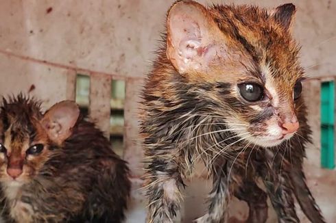 2 Ekor Kucing Kuwuk Hendak Diselundupkan dari Sumsel ke Bangka