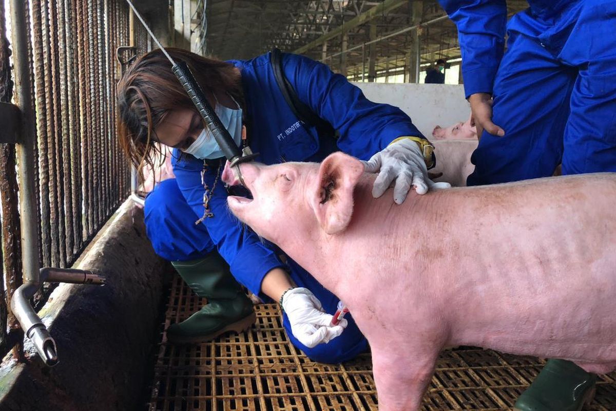 Demam babi Afrika (African Swine Fever/ASF) bukanlah penyakit zoonosis, artinya tidak bisa menular dari babi ke manusia.