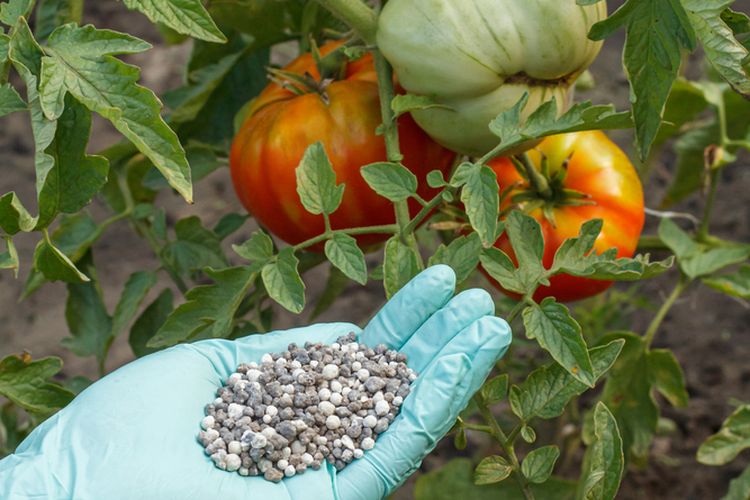 Ilustrasi pupuk untuk tanaman tomat, memberi pupuk pada tanaman tomat. 