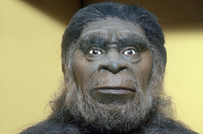 Homo Soloensis: Penemu, Ciri-ciri, dan Hasil Kebudayaan