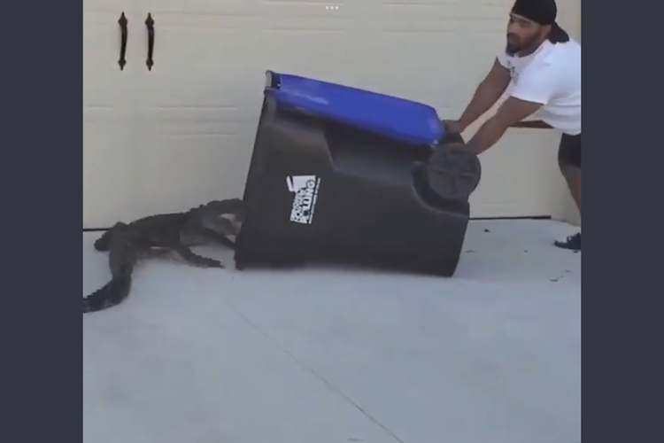 Viral, video pria tangkap buaya memakai tempat sampah
