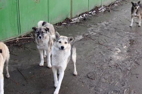 MK Romania Sahkan RUU Pembunuhan Anjing Liar