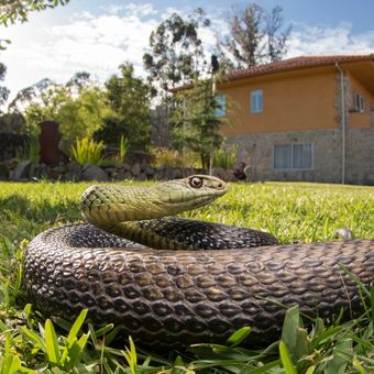 Ilustrasi ular muncul di halaman rumah.