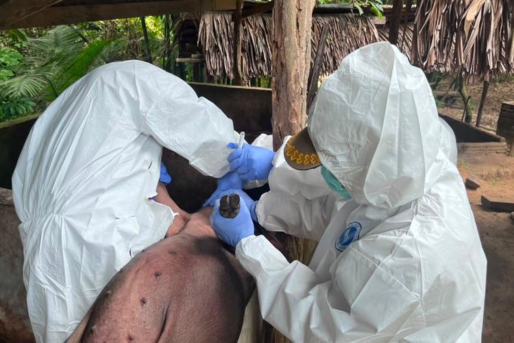 Diduga Tertular Flu Babi Afrika, 83 Ekor Babi Ternak di Polman Mati