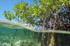 Indonesia Targetkan Rehabilitasi 600.000 Hektare Lahan Mangrove