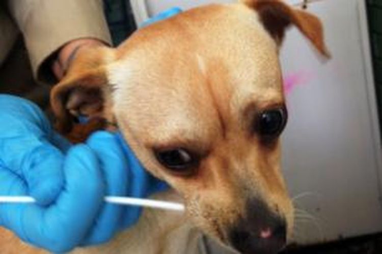 Penyelidik anjing memilih melakukan uji DNA di laboratorium untuk membuktikan anjing atau kucing benar terlibat dalam kasus serangan binatang.
