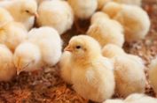 Ayam Warna-Warni: Fakta Mengejutkan di Balik Bulu Indah dan Lucu