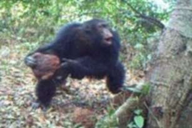 Dalam foto yang diambil dari rekaman video milik peneliti dari Universitas Humboldt Berlin, Laura Kehoe, terlihat seekor simpanse melempari sebatang pohon dengan menggunakan batu, sementara simpanse lain mengumpulkan batu itu dan memasukkannya ke dalam rongga pohon.