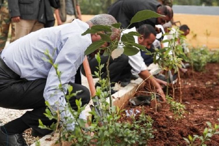 Perdana Menteri Etiopia Abiy Ahmed (berambut hitam) ketika memimpin penanaman pohon pada Senin (29/7/2019). Pemerintah setempat mengklaim mereka menanam 350 juta pohon, dan meyakini itu adalah rekor dunia.