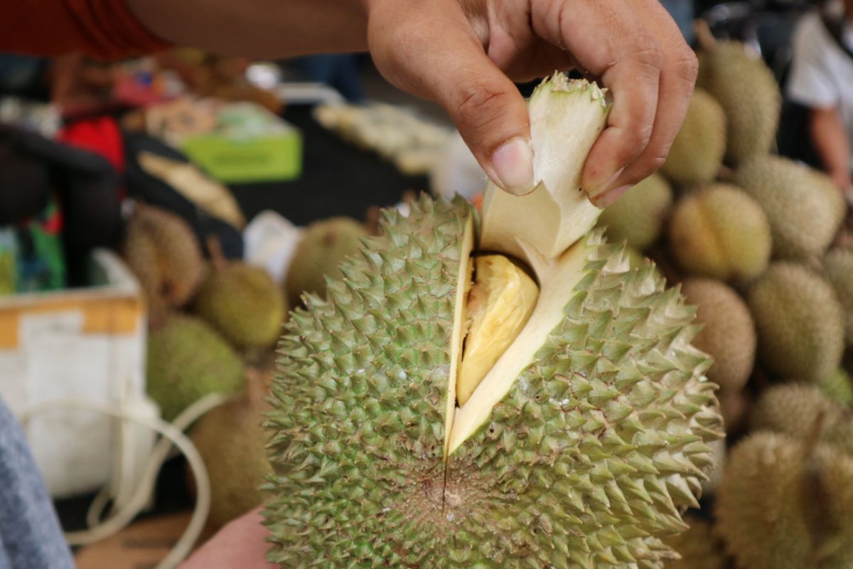 Raja durian dari Malaysia yang dikembang biakan di tanah Rancamaya, Bogor, saat dijual dalam Wisata Durian, Minggu (25/11/2017). Durian ini tetap diberi nama musngking karena terlanjur terkenal.
