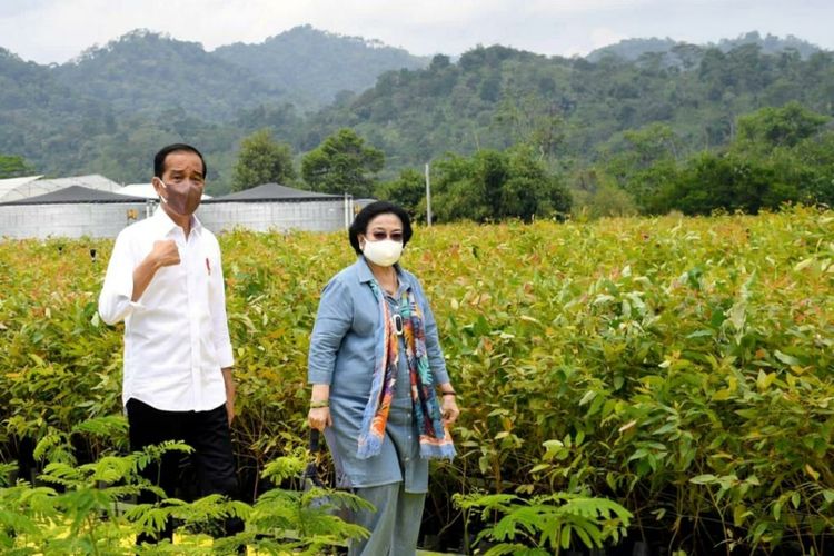 Presiden Joko Widodo dan Megawati Soekarnoputri saat meninjau langsung Persemaian Modern Rumpin, Kecamatan Rumpin, Kabupaten Bogor, Jawa Barat, pada Kamis (10/3/2022).