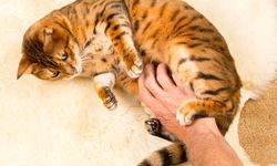 Jangan Sembarangan, Begini Cara Membelai Kucing yang Benar