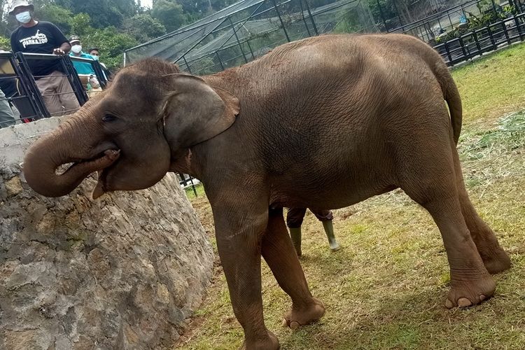 Kebun binatang Lembang Park & Zoo mendapat hibah satwa baru dari Balai Konservasi Sumber Daya Alam (BKSDA) Bali yakni dua ekor gajah Sumatera betina bernama Sindi (30) dan Dela (18).