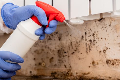 Cara Membersihkan dan Mencegah Jamur di Rumah dengan Minyak Esensial