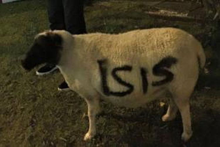 Seekor domba di Selandia Baru dicuri seseorang lalu dilepaskan tanpa disakiti. Di tubuh domba itu kemudian terlihat nama ISIS terpampang.