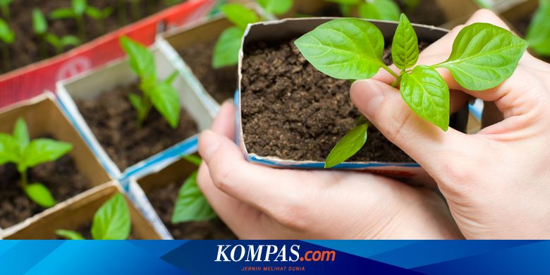 6 Jenis Tanaman yang Dapat Ditanam di Ruangan Kecil