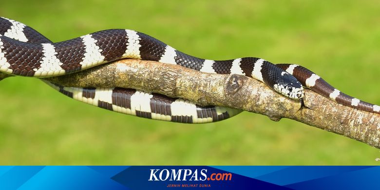 Belajar Dari Satpam Di Serpong Ini Cara Atasi Gigitan Ular Weling Halaman All Kompas Com Belajar Dari Satpam Di Serpong Ini Cara Atasi Gigitan Ular Weling Halaman All Kompas Com