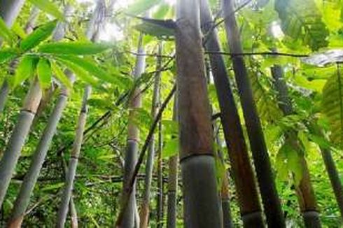 Ditemukan, Bambu Keunguan dari Pulau Sumba