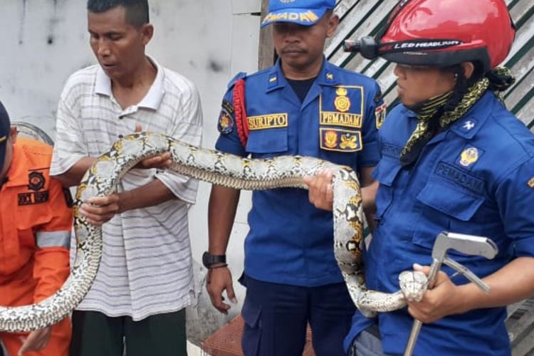 Ular Sanca Kembang ditemukan di Cengkareng, Jakarta Barat 