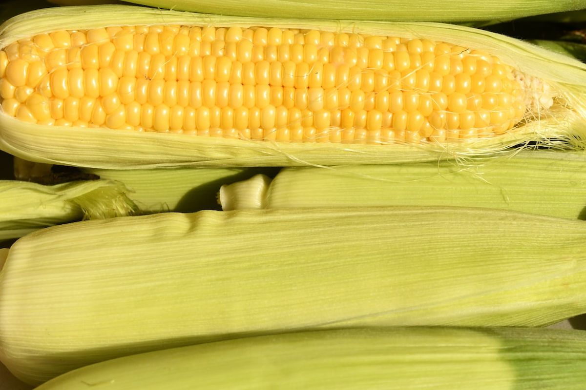 Ilustrasi jagung.