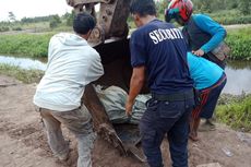 Habitat Terganggu, Penyebab Buaya Mangsa Manusia di Banyuasin       