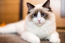 9 Ras Kucing Paling Ramah, dari Persia Hingga Birman