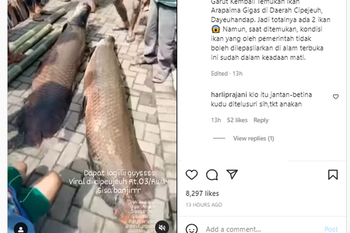 Tangkapan layar ikan Arapaima di Garut, Jawa Barat